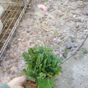 Scabiosa Pink Live Plant – 6 Inch Pot – Perennial Flower for Garden - Image 3