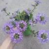 Scaevola Aemula Live Plant - Fan Flower in 6 Inch Pot - Outdoor Annual - Image 1