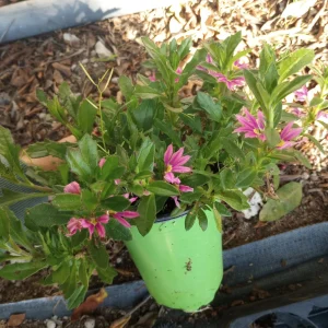 Scaevola Aemula Pink Live Plant – Fan Flower – 6 Inch Pot – Outdoor - Image 2