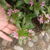 Scaevola Aemula Pink Live Plant – Fan Flower – 6 Inch Pot – Outdoor - Image 1