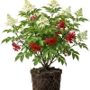 Scarlet Elderberry Live Plant - American Elderberry Bush, Red Berries, 5-8" Tall in 4" Pot - Image 1