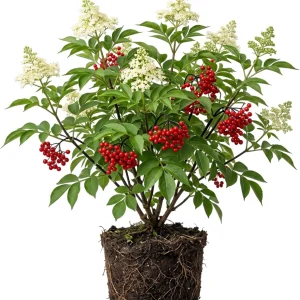 Scarlet Elderberry Live Plant - American Elderberry Bush, Red Berries, 5-8
