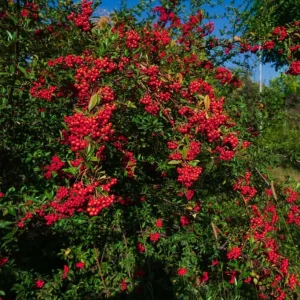 Scarlet Elderberry Live Plant - American Elderberry Bush, Red Berries, 5-8