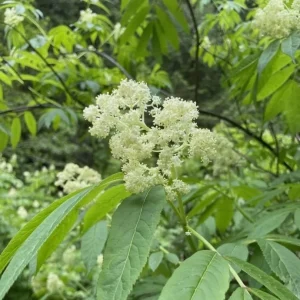 Scarlet Elderberry Live Plant - American Elderberry Bush, Red Berries, 5-8
