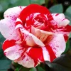 Scentimental Bare Root Rose Plant - Fragrant Striped Blooms - Image 1