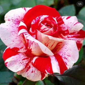 Scentimental Bare Root Rose Plant - Fragrant Striped Blooms - Image 1