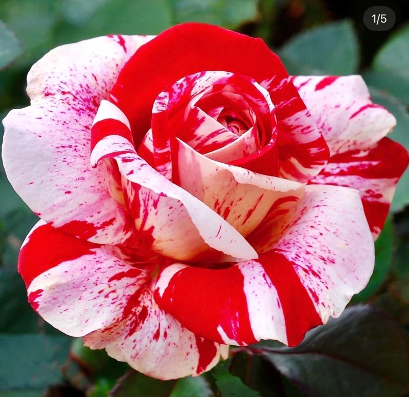 Scentimental Bare Root Rose Plant - Fragrant Striped Blooms - Image 1