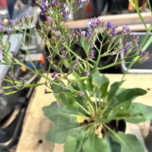 Sea Lavender Live Plant - Limonium, Purple Flowers, Bare Root, Outdoor - Image 4