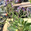 Sea Lavender Live Plant - Limonium, Purple Flowers, Bare Root, Outdoor - Image 1