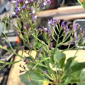 Sea Lavender Live Plant - Limonium, Purple Flowers, Bare Root, Outdoor - Image 1