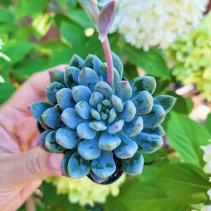 Sedeveria Blue Elf Live Succulent Plant – 2 inch Pot – Indoor/Outdoor - Image 2