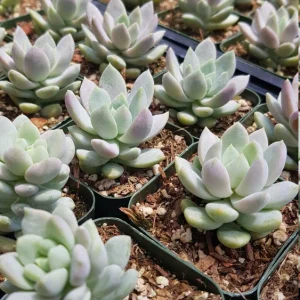 Sedeveria Lilac Mist Live Succulent Plant – 2 inch or 4 inch Potted – Indoor/Outdoor - Image 10