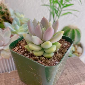 Sedeveria Lilac Mist Live Succulent Plant – 2 inch or 4 inch Potted – Indoor/Outdoor - Image 11