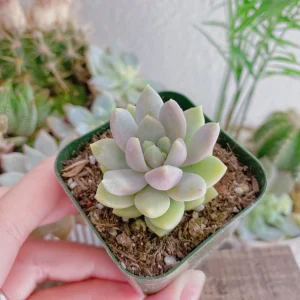 Sedeveria Lilac Mist Live Succulent Plant – 2 inch or 4 inch Potted – Indoor/Outdoor - Image 12