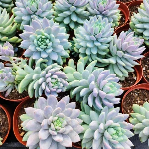 Sedeveria Lilac Mist Live Succulent Plant – 2 inch or 4 inch Potted – Indoor/Outdoor - Image 7