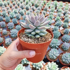 Sedeveria Lilac Mist Live Succulent Plant – 2 inch or 4 inch Potted – Indoor/Outdoor - Image 8