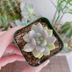 Sedeveria Lilac Mist Live Succulent Plant – 2 inch or 4 inch Potted – Indoor/Outdoor - Image 9