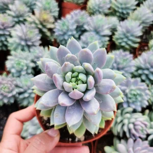 Sedeveria Lilac Mist Live Succulent Plant – 2 inch or 4 inch Potted – Indoor/Outdoor - Image 1