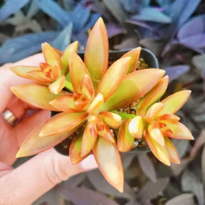 Sedum Adolphi Firestorm Live Plant – 2 inch Potted Succulent – Indoor/Outdoor - Image 3