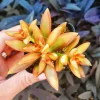 Sedum Adolphi Firestorm Live Plant – 2 inch Potted Succulent – Indoor/Outdoor - Image 1