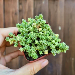 Sedum Angelicum Suzie Q Live Plant – Succulent – 2 or 4 Inch Potted – Indoor/Outdoor - Image 2