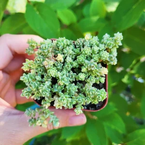 Sedum Angelicum Suzie Q Live Plant – Succulent – 2 or 4 Inch Potted – Indoor/Outdoor - Image 3
