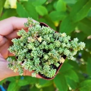 Sedum Angelicum Suzie Q Live Plant – Succulent – 2 or 4 Inch Potted – Indoor/Outdoor - Image 4
