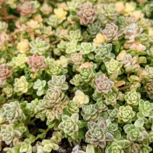 Sedum Angelicum Suzie Q Live Plant – Succulent – 2 or 4 Inch Potted – Indoor/Outdoor - Image 1