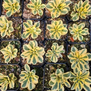 Sedum Atlantis Live Plant – 2 or 4 inch Pot – Indoor/Outdoor Succulent - Image 3