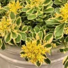 Sedum Atlantis Live Plant – 2 or 4 inch Pot – Indoor/Outdoor Succulent - Image 1