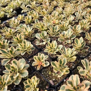 Sedum Atlantis Live Plant – 2 or 4 inch Pot – Indoor/Outdoor Succulent - Image 5