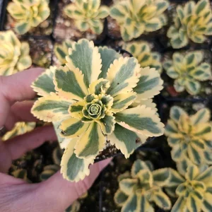 Sedum Atlantis Live Plant – 2 or 4 inch Pot – Indoor/Outdoor Succulent - Image 6