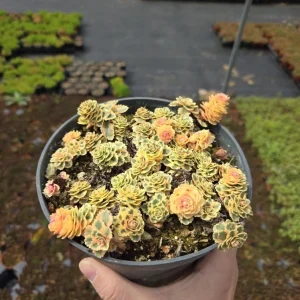 Sedum Atlantis Live Plant – 2 or 4 inch Pot – Indoor/Outdoor Succulent - Image 8