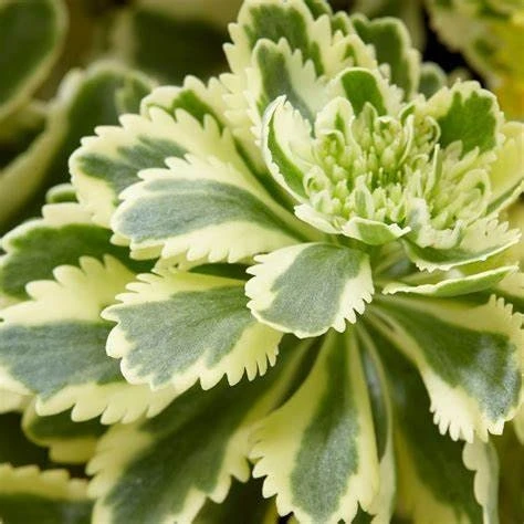 Sedum 'Atlantis' Stonecrop Succulent Perennial Live Plant 2.5" Pot - Image 3