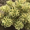 Sedum 'Atlantis' Stonecrop Succulent Perennial Live Plant 2.5" Pot - Image 1