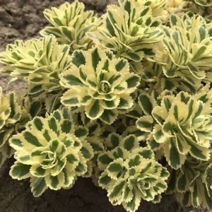 Sedum 'Atlantis' Stonecrop Succulent Perennial Live Plant 2.5" Pot - Image 1