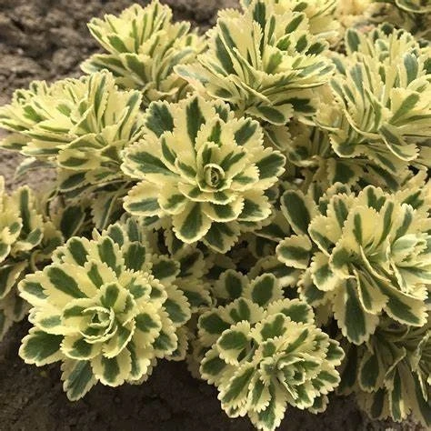 Sedum 'Atlantis' Stonecrop Succulent Perennial Live Plant 2.5" Pot - Image 1