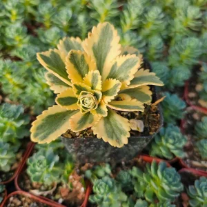 Sedum Atlantis Succulent Live Plant - 2 inch or 4 inch Pot - Drought Tolerant - Image 2