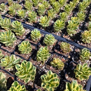 Sedum Atlantis Succulent Live Plant - 2 inch or 4 inch Pot - Drought Tolerant - Image 4