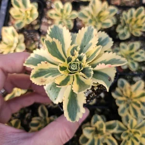 Sedum Atlantis Succulent Live Plant - 2 inch or 4 inch Pot - Drought Tolerant - Image 5