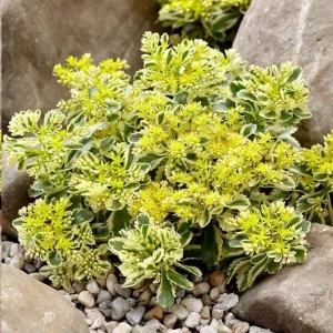 Sedum Atlantis Succulent Live Plant - 2 inch or 4 inch Pot - Drought Tolerant - Image 1