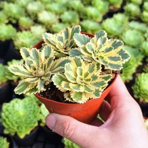 Sedum Atlantis Succulent Live Plant - 2 inch or 4 inch Pot - Drought Tolerant - Image 7