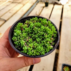 Sedum Dasyphyllum Major Live Plant – 2 inch Pot – Evergreen Groundcover - Image 11