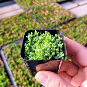 Sedum Dasyphyllum Major Live Plant – 2 inch Pot – Evergreen Groundcover - Image 8