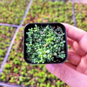 Sedum Dasyphyllum Major Live Plant – 2 inch Pot – Evergreen Groundcover - Image 9