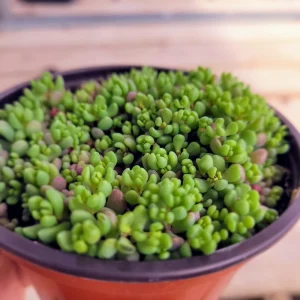 Sedum Dasyphyllum Major Live Plant - 2 inch Potted, Golden Stonecrop Groundcover - Image 2