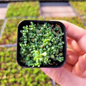 Sedum Dasyphyllum Major Live Plant - 2 inch Potted, Golden Stonecrop Groundcover - Image 3
