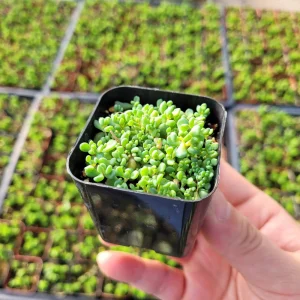 Sedum Dasyphyllum Major Live Plant - 2 inch Potted, Golden Stonecrop Groundcover - Image 4