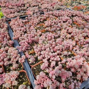 Sedum Dasyphyllum Major 'Pink' Live Plant 2 inch Potted Succulent Groundcover - Image 2