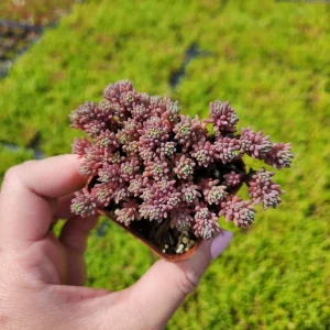 Sedum Dasyphyllum Major 'Pink' Live Plant 2 inch Potted Succulent Groundcover - Image 3